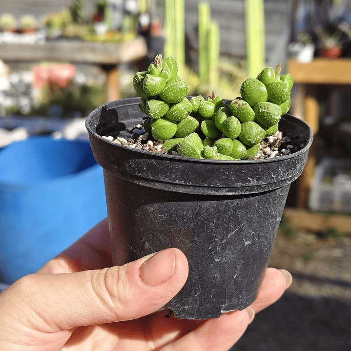 Crassula Elegans 2