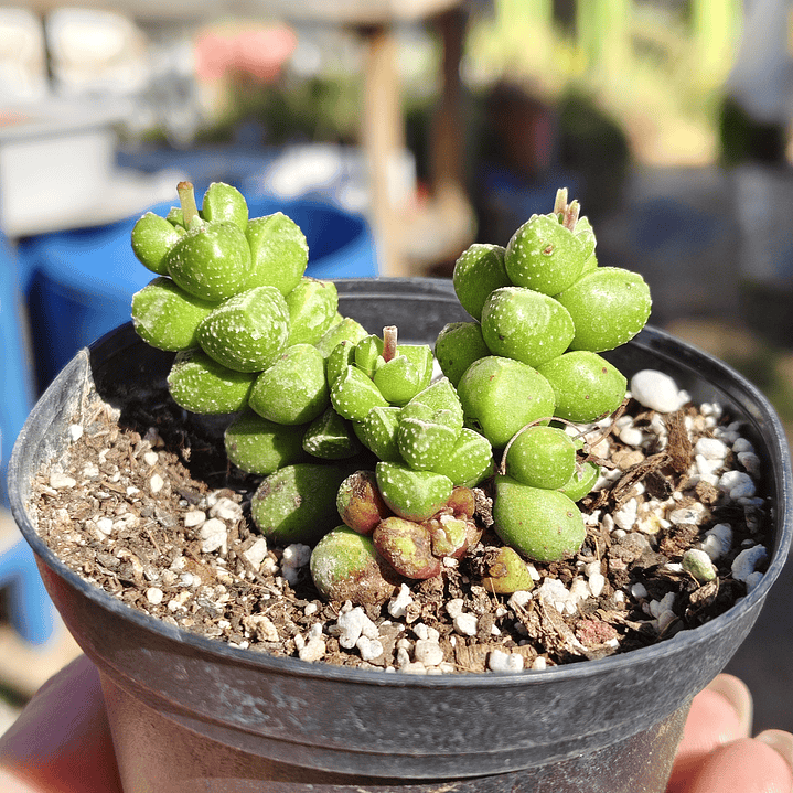 Crassula Elegans 1