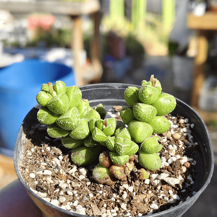 Crassula Elegans 4
