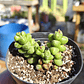Crassula Elegans - Miniatura 4