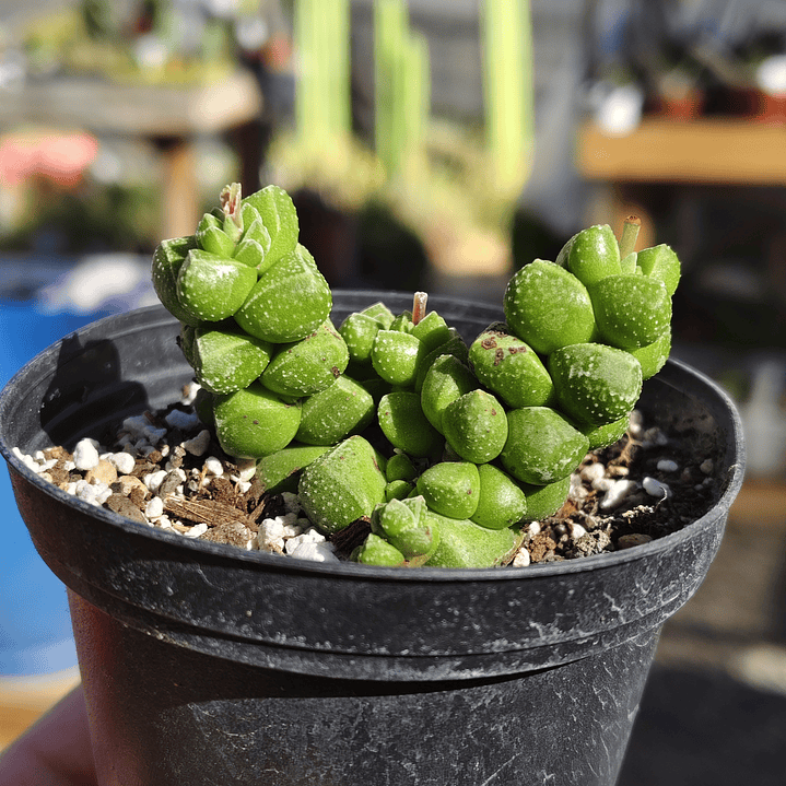 Crassula Elegans 5