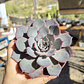 Echeveria Azulita - Miniatura 1