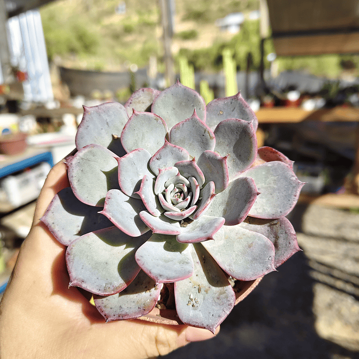 Echeveria Azulita 2