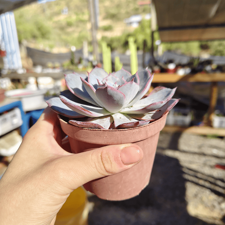 Echeveria Azulita 3