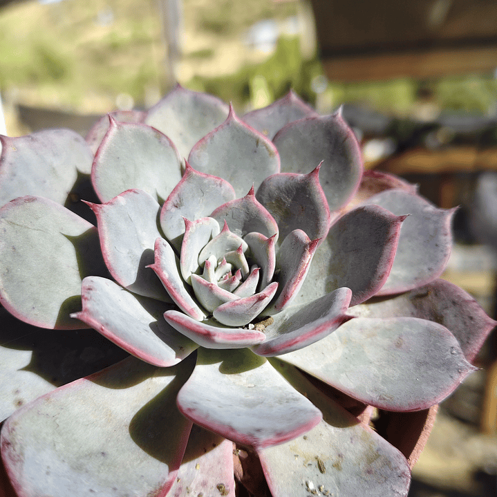 Echeveria Azulita 4