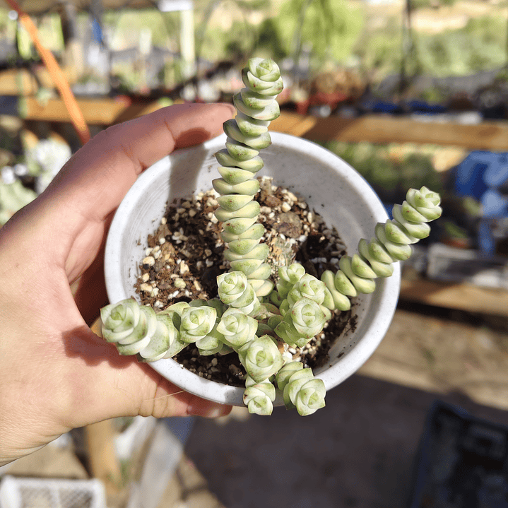 Crassula Baby's Necklace Variegada 2