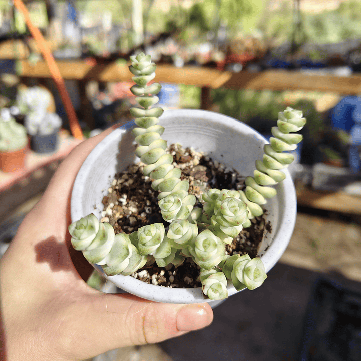 Crassula Baby's Necklace Variegada 4