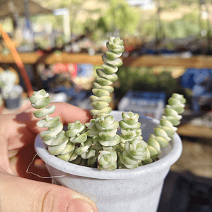 Crassula Baby's Necklace Variegada
