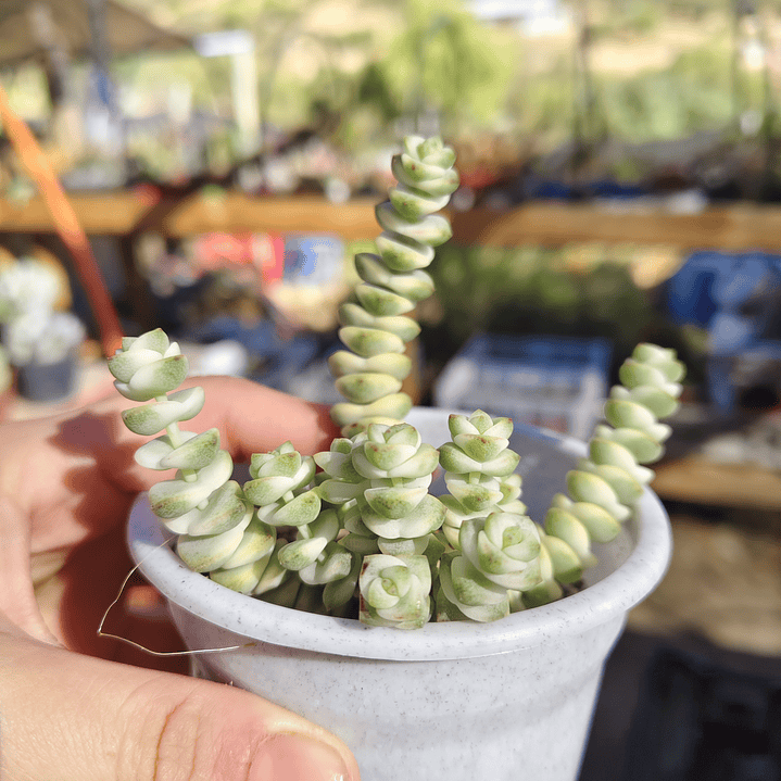 Crassula Baby's Necklace Variegada 1