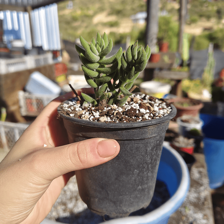 Crassula mesembryanthemoides 2