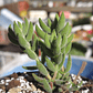 Crassula mesembryanthemoides - Miniatura 1
