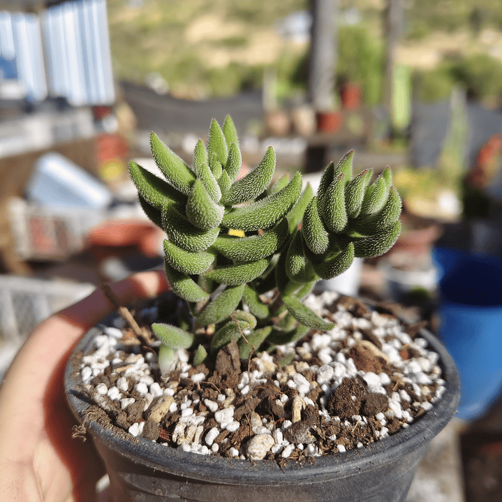 Crassula mesembryanthemoides 4