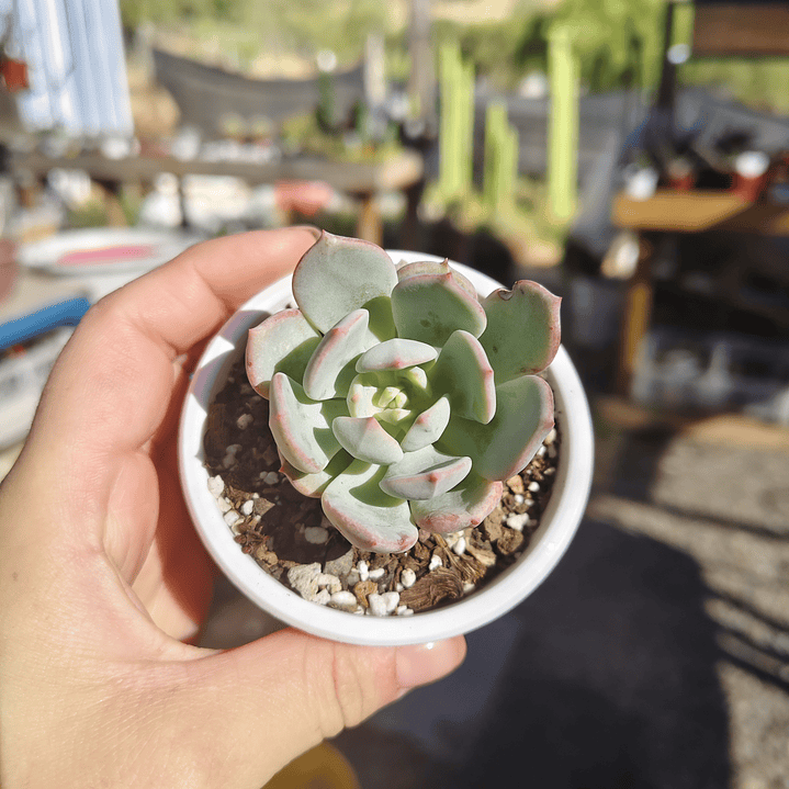 Echeveria Captain Hay 2
