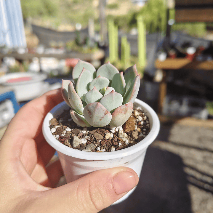 Echeveria Captain Hay 5