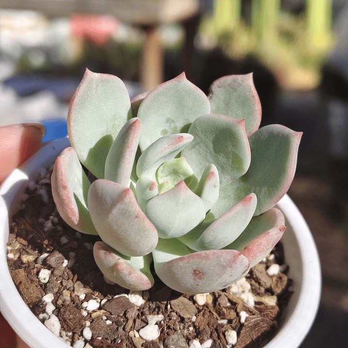Echeveria Captain Hay 1
