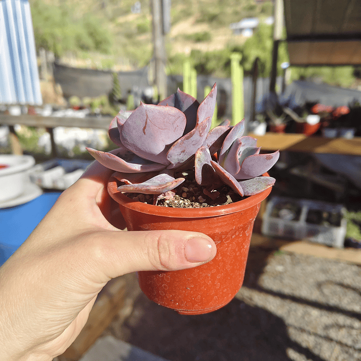 Echeveria Dusty Rose 3