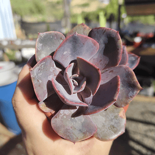Echeveria Dusty Rose