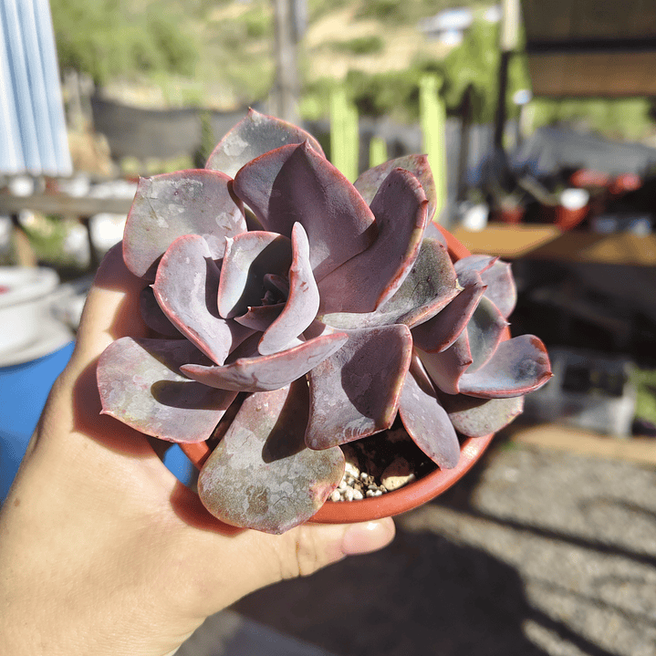 Echeveria Dusty Rose 4
