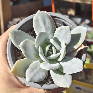Echeveria Cali Argentea