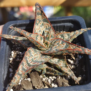 Aloe Wrasse