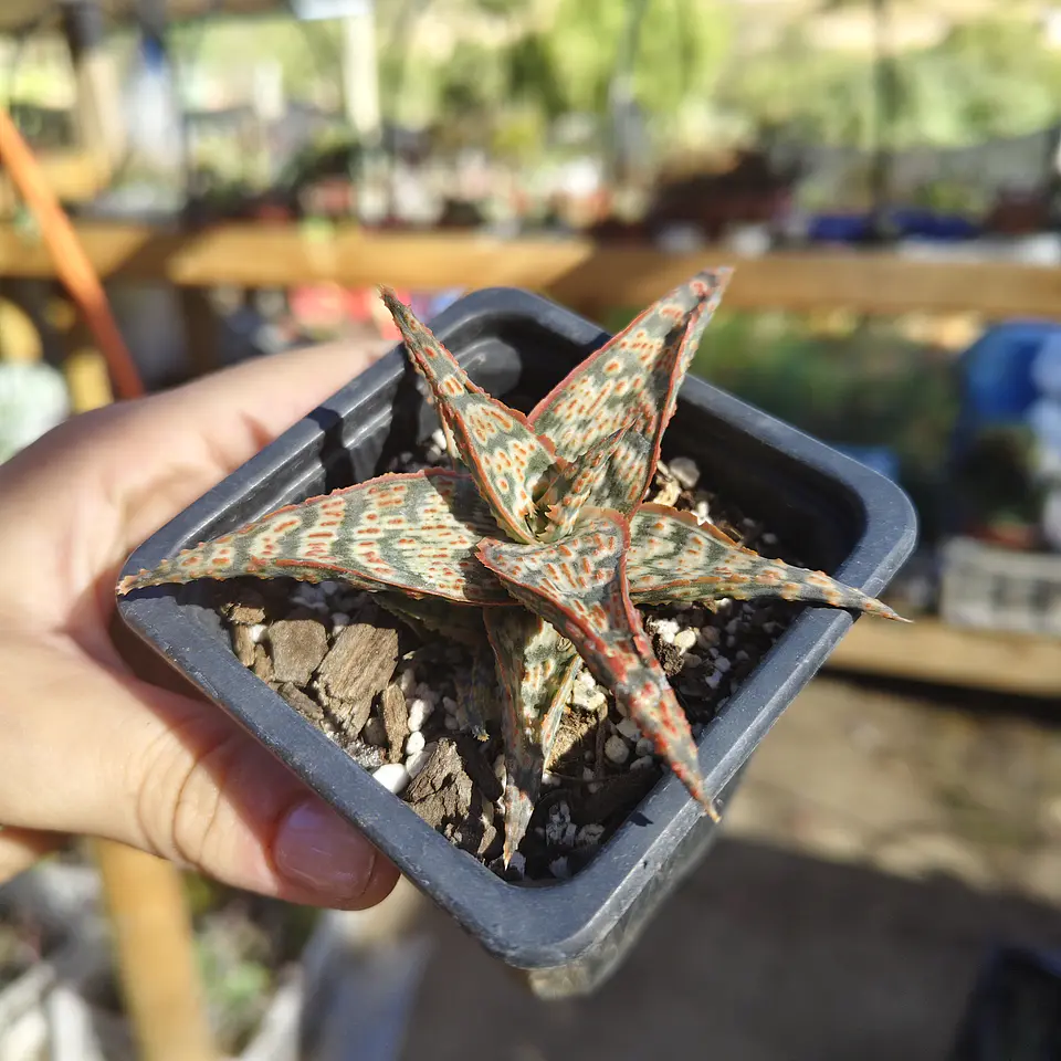 Aloe Wrasse 3