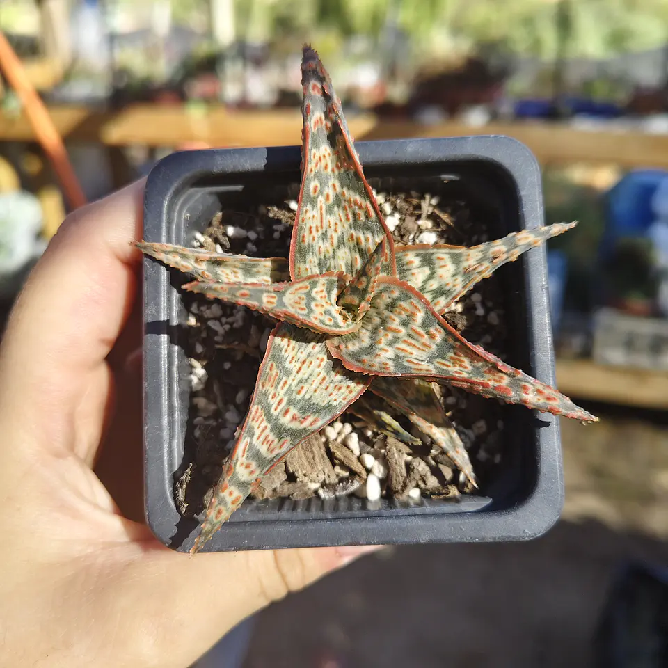Aloe Wrasse 1