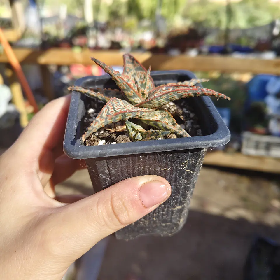 Aloe Wrasse 4