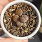 Lithops variedades - Miniatura 1