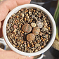 Lithops variedades - Miniatura 3