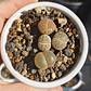 Lithops variedades - Miniatura 5