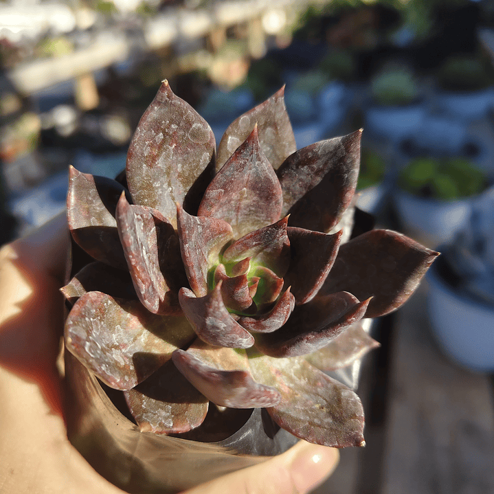 Echeveria Black Prince  2