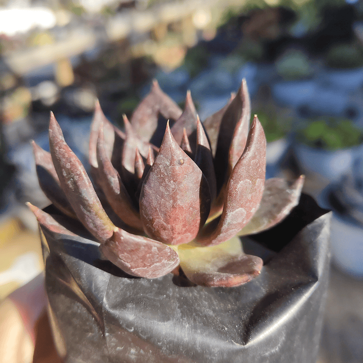 Echeveria Black Prince  3