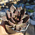 Echeveria Black Prince 