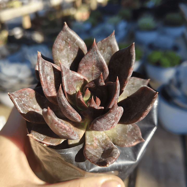 Echeveria Black Prince  1