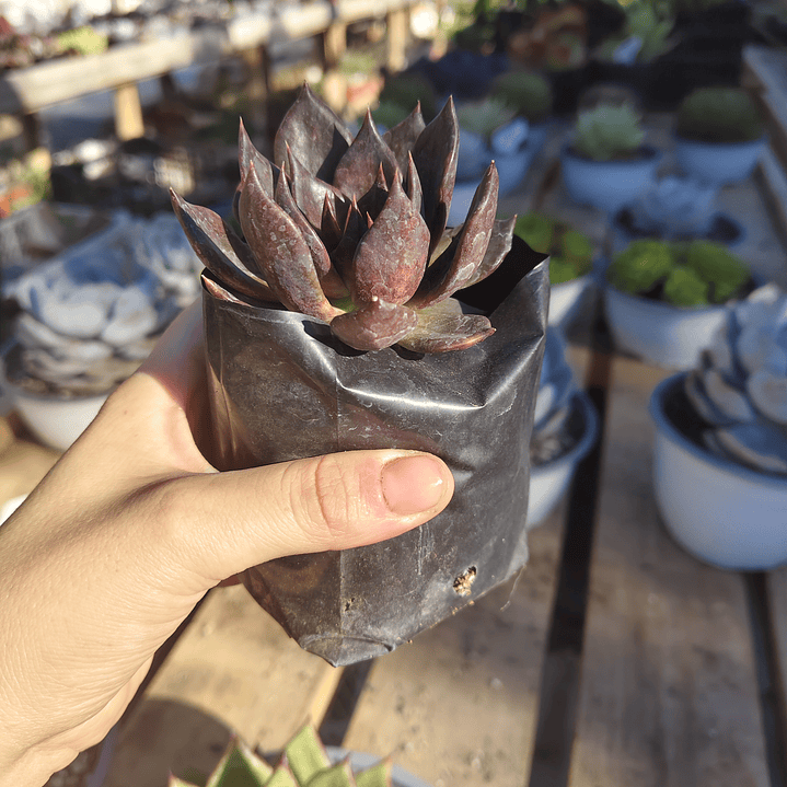 Echeveria Black Prince  4