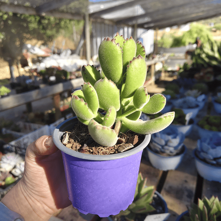 Cotyledon Tomentosa (Garrita de oso) 2