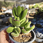Cotyledon Tomentosa (Garrita de oso) - Miniatura 3
