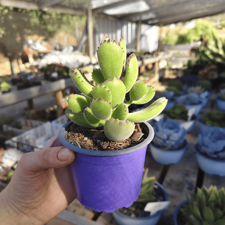 Cotyledon Tomentosa (Garrita de oso) 1
