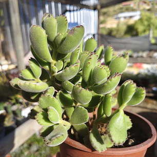 Cotyledon Tomentosa (Garrita de oso)