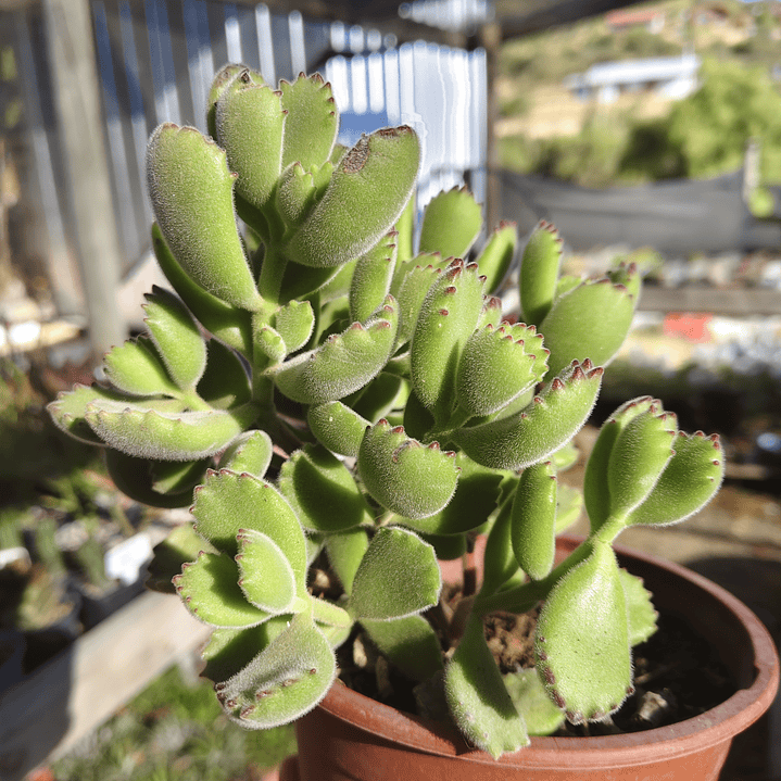 Cotyledon Tomentosa (Garrita de oso) 4