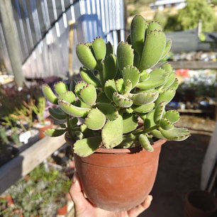 Cotyledon Tomentosa (Garrita de oso)