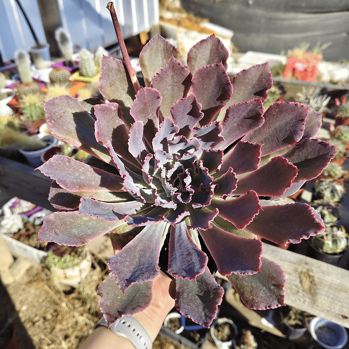 Echeveria Neon Breakers 2