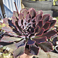 Echeveria Neon Breakers - Miniatura 1