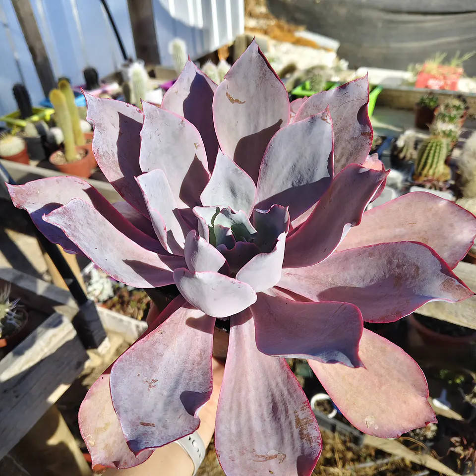 Echeveria Afterglow 4