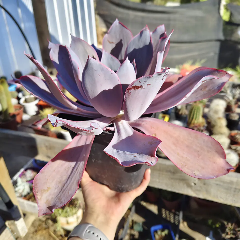 Echeveria Afterglow 5