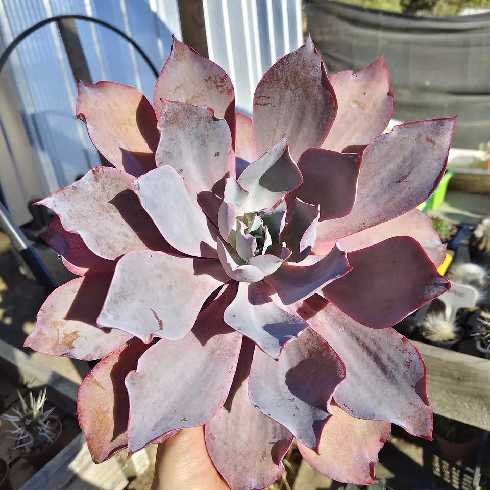Echeveria Afterglow 6