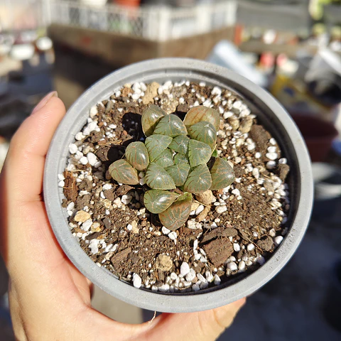 Haworthia Cooperi