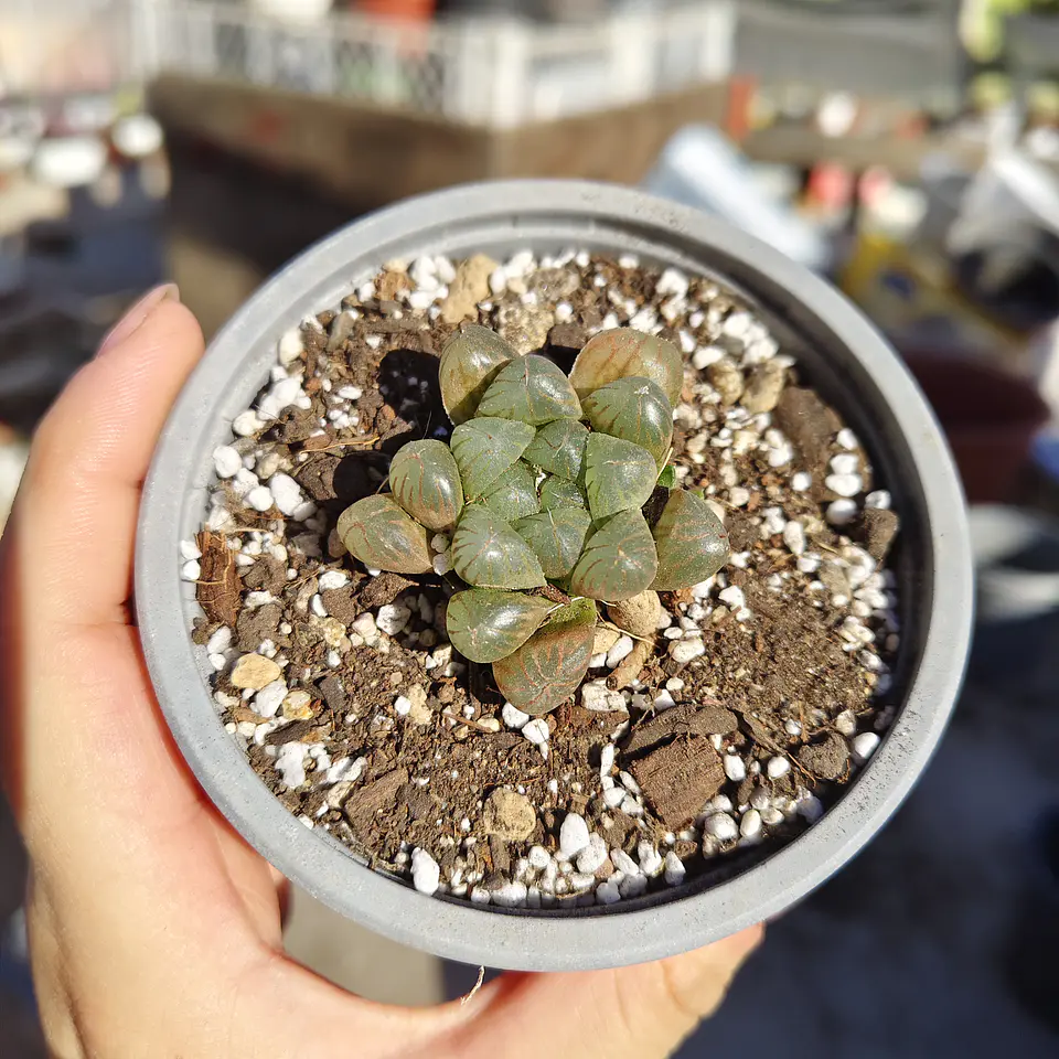 Haworthia Cooperi 2