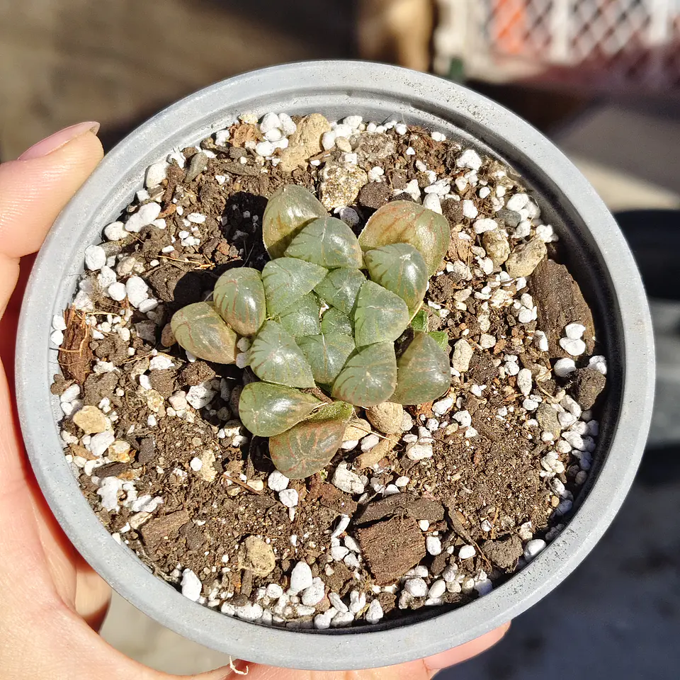 Haworthia Cooperi 3