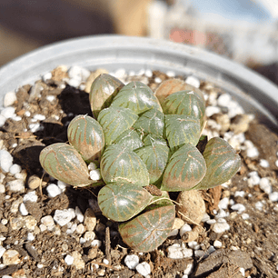 Haworthia Cooperi